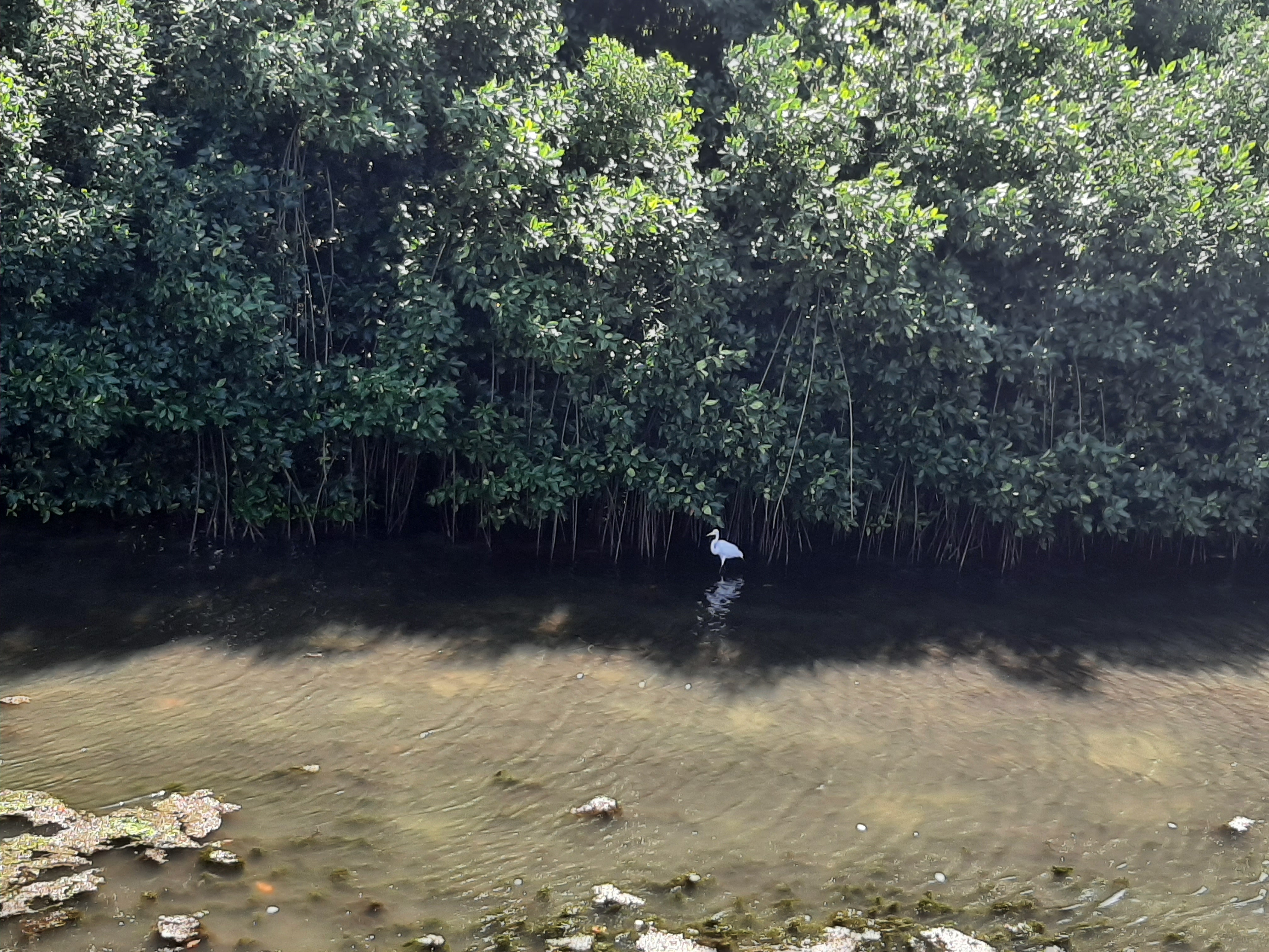 La protección de manglares requiere cooperación y diálogo entre diversos actores interesados en Colombia